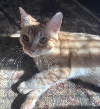 Dennis -  American Shorthair Cat for Adoption in New Blaine, Arkansas - Dennis | PetCurious