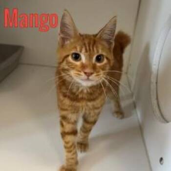 Mango -  Domestic Short Hair Cat for Adoption in Pleasantville, New Jersey - Mango | PetCurious