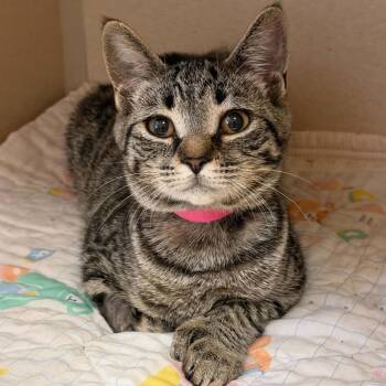 Ivy 260644 -  Domestic Short Hair Cat for Adoption in Gladstone, Michigan - Ivy 260644 | PetCurious