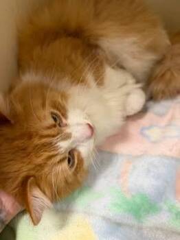 Domestic Short Hair Cats Available for Adoption in Elyria, Ohio - Morgan | PetCurious