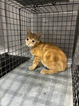 A138375 -  Domestic Short Hair Cat for Adoption in Palmetto, Florida - A138375 | PetCurious