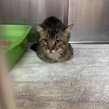 0951-C26 -  Domestic Short Hair Cat for Adoption in Port Charlotte, Florida - 0951-C26 | PetCurious