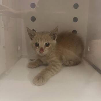 Rumbles -  Domestic Short Hair Cat for Adoption in Cedar Rapids, Iowa - Rumbles | PetCurious