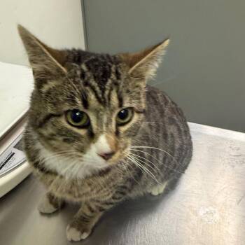 Domestic Medium Hair Cats Available for Adoption in Charleston, West Virginia - Angel Hair | PetCurious