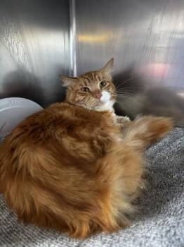 Domestic Long Hair and Domestic Short Hair Cats Available for Adoption - Beron | PetCurious