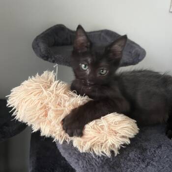 Mc Fluffy -  Domestic Short Hair Cat for Adoption in Sunrise, Florida - Mc Fluffy | PetCurious