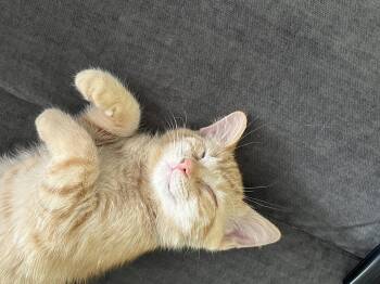 Harvey -  Domestic Short Hair Cat for Adoption in Bethel Park, Pennsylvania - Harvey | PetCurious