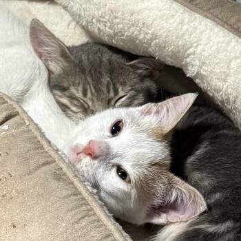 Turkish Van and Egyptian Mau Cats Available for Adoption - Bonded Pair Stitch & Salah | PetCurious