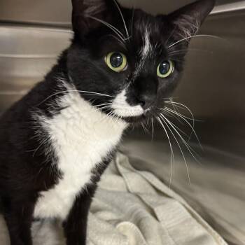 Stella -  Domestic Short Hair Cat for Adoption in Ottawa, Kansas - Stella | PetCurious
