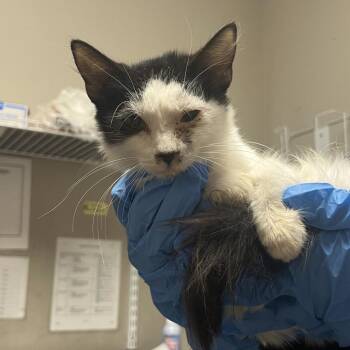 kubo -  Domestic Short Hair Cat for Adoption in Yuma, Arizona - Kubo | PetCurious