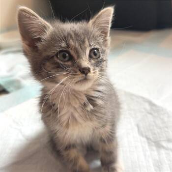 Imogen -  Domestic Short Hair Cat for Adoption in Cumming, Georgia - Imogen | PetCurious
