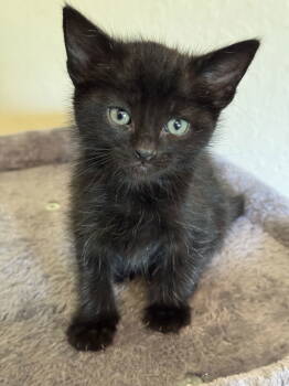 Rescue Domestic Short Hair Cats for Adoption in Riverside, California - Morty | PetCurious