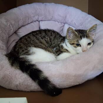 Chick Jagger -  Domestic Short Hair Cat for Adoption in Middlebury, Vermont - Chick Jagger | PetCurious