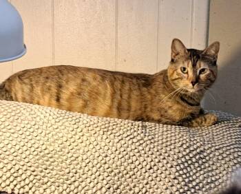 Rescue Tortoiseshell and Tabby Cats for Adoption in Jurupa Valley, California - Sweetpea | PetCurious