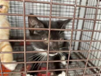 A657103 -  Domestic Short Hair Cat for Adoption in Houston, Texas - A657103 | PetCurious