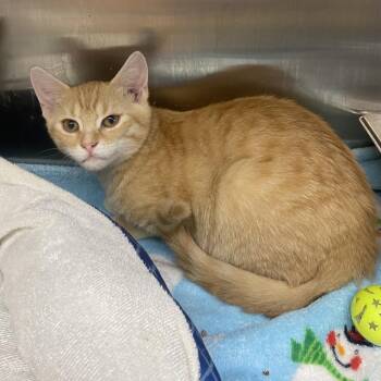 Mateo -  Domestic Short Hair Cat for Adoption in Wadena, Minnesota - Mateo | PetCurious