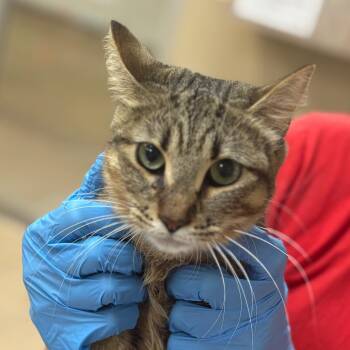 Delhi -  Domestic Medium Hair Cat for Adoption in Birmingham, Alabama - Delhi | PetCurious