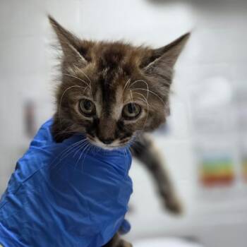 Domestic Long Hair Cats Available for Adoption in Incline Village, Nevada - Vari-lite | PetCurious