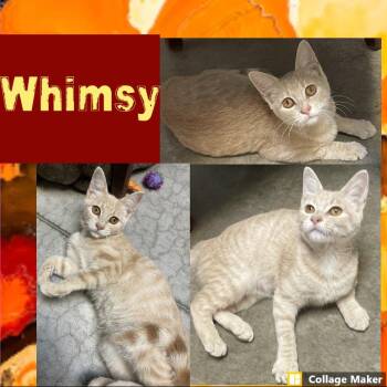 Whimsy -  Domestic Short Hair Cat for Adoption in Clearfield, Pennsylvania - Whimsy | PetCurious