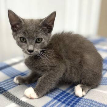 Mittens -  Domestic Short Hair Cat for Adoption in Medford, Oregon - Mittens | PetCurious