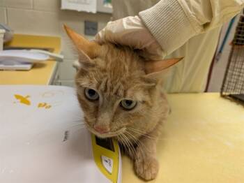 Rescue Domestic Long Hair Cats for Adoption in Colorado Springs, Colorado - ESMERELDA | PetCurious