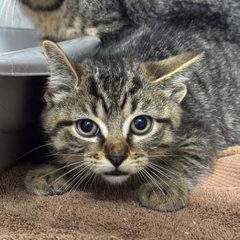 Alternator -  Domestic Short Hair Cat for Adoption - Alternator | PetCurious