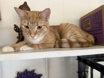 Rescue Domestic Short Hair Cats for Adoption in INDN HBR BCH, Florida - Blondie | PetCurious