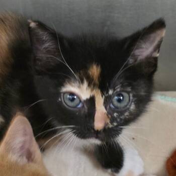 Domestic Short Hair Cats Available for Adoption - Petal Panic | PetCurious