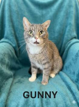 GUNNY -  Tabby Cat Available for Adoption in Harrodsburg, Kentucky - GUNNY | PetCurious