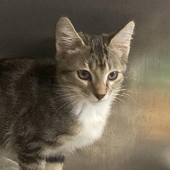 Rose -  Domestic Short Hair Cat for Adoption in Port Charlotte, Florida - Rose | PetCurious