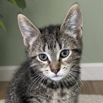 Domestic Short Hair Cats Available for Adoption in Pontiac, Michigan - Chalupa Supreme | PetCurious