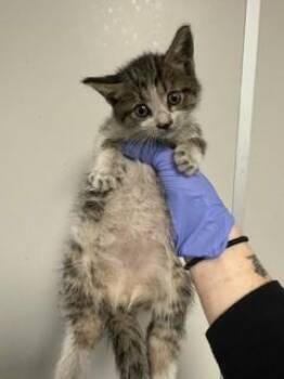 Domestic Short Hair Cats Available for Adoption in Doral, Florida - STAR | PetCurious