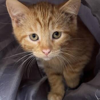 Blake -  Domestic Short Hair Cat for Adoption in Naperville, Illinois - Blake | PetCurious