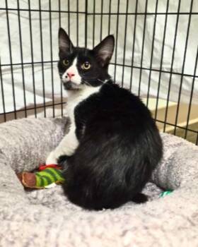 Domestic Short Hair Cats Available for Adoption - Rodrigo | PetCurious