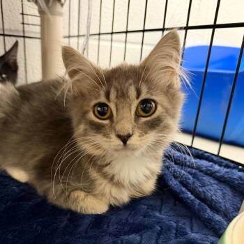 Pickle -  Domestic Short Hair Cat for Adoption in Hampton Bays, New York - Pickle | PetCurious