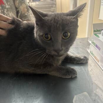 Genevieve -  Domestic Short Hair Cat for Adoption in West Point, Mississippi - Genevieve | PetCurious