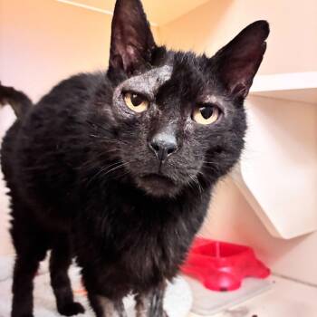 Domestic Short Hair Cats Available for Adoption in Dayton, Ohio - Eugene | PetCurious