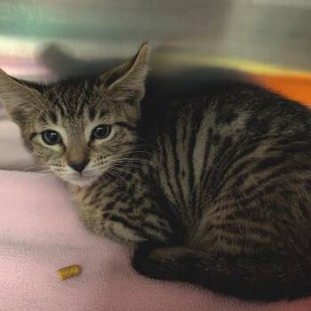 Fun Ghoul -  Domestic Short Hair Cat for Adoption in Titusville, Florida - Fun Ghoul | PetCurious