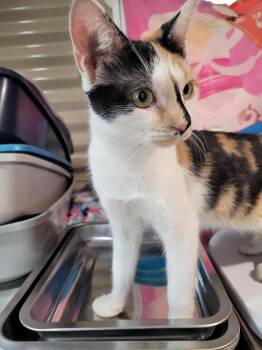 River -  Domestic Short Hair Cat for Adoption in Linton, Indiana - River | PetCurious
