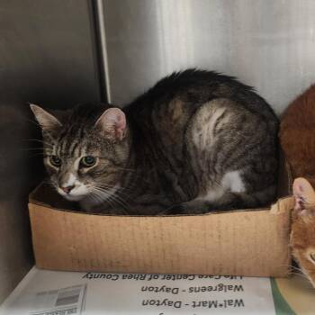 Domestic Short Hair Cats Available for Adoption - Snicker | PetCurious