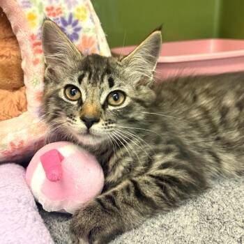 Domestic Medium Hair Cats Available for Adoption in Fort Lauderdale, Florida - Kirby | PetCurious