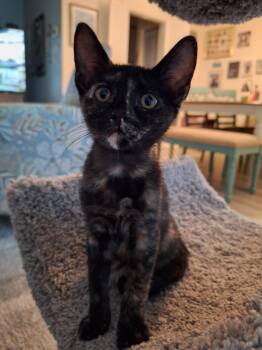 Ayla & Hunter BONDED -  Domestic Short Hair Cat for Adoption in Boca Raton, Florida - Ayla & Hunter BONDED | PetCurious