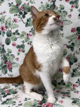 260882  Spud -  Domestic Short Hair Cat for Adoption in Wetumpka, Alabama - 260882  Spud | PetCurious