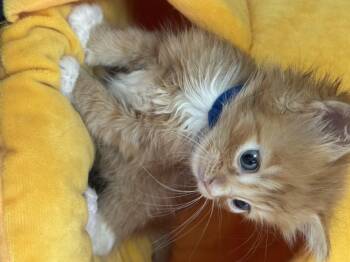 Matisse -  Domestic Short Hair Cat for Adoption in Houston, Texas - Matisse | PetCurious