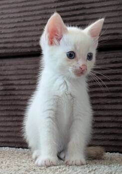 Siamese and Domestic Short Hair Cats Available for Adoption in Campbell, California - Mr Freeze | PetCurious