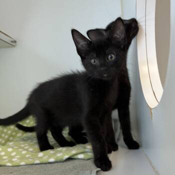 Han (bonded w/ Solo) -  Domestic Short Hair Cat for Adoption in Oakland, California - Han (bonded W/ Solo) | PetCurious