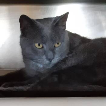 Rescue Domestic Short Hair Cats for Adoption in Myrtle Beach, South Carolina - Princess Diana | PetCurious
