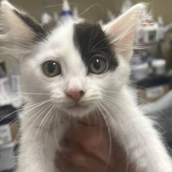 Domestic Short Hair Cats Available for Adoption in Richmond, California - DANDELION | PetCurious