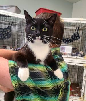 Stash -  Domestic Short Hair Cat for Adoption in Kirkland, Washington - Stash | PetCurious