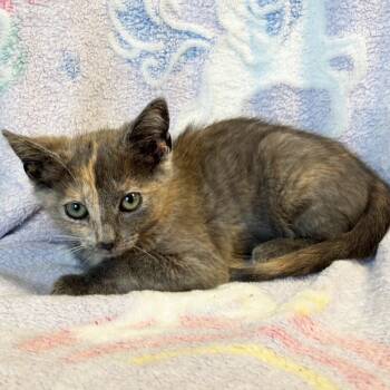 Rescue Domestic Short Hair Cats for Adoption in Mt. Juliet, Tennessee - Catherine The Great | PetCurious